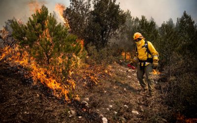 Was sind eigentlich die Zündursachen für Wald- und Vegetationsbrände?