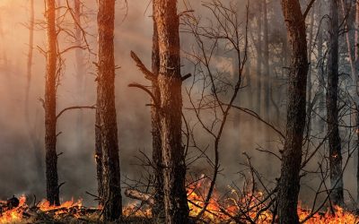 Vegetationsbrände: Tools & Tipps